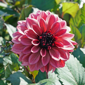 Dahlia Night Silence - Dahlias - Fluwel