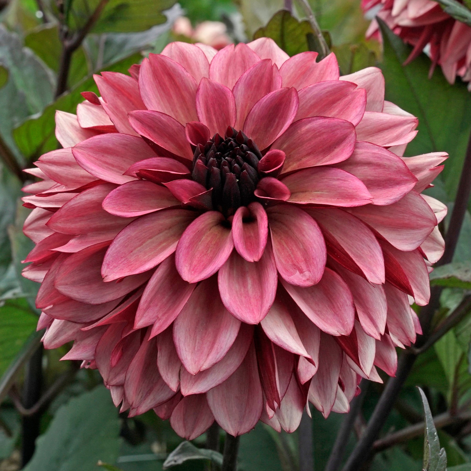 Dahlia Night Silence - Dahlias - Fluwel