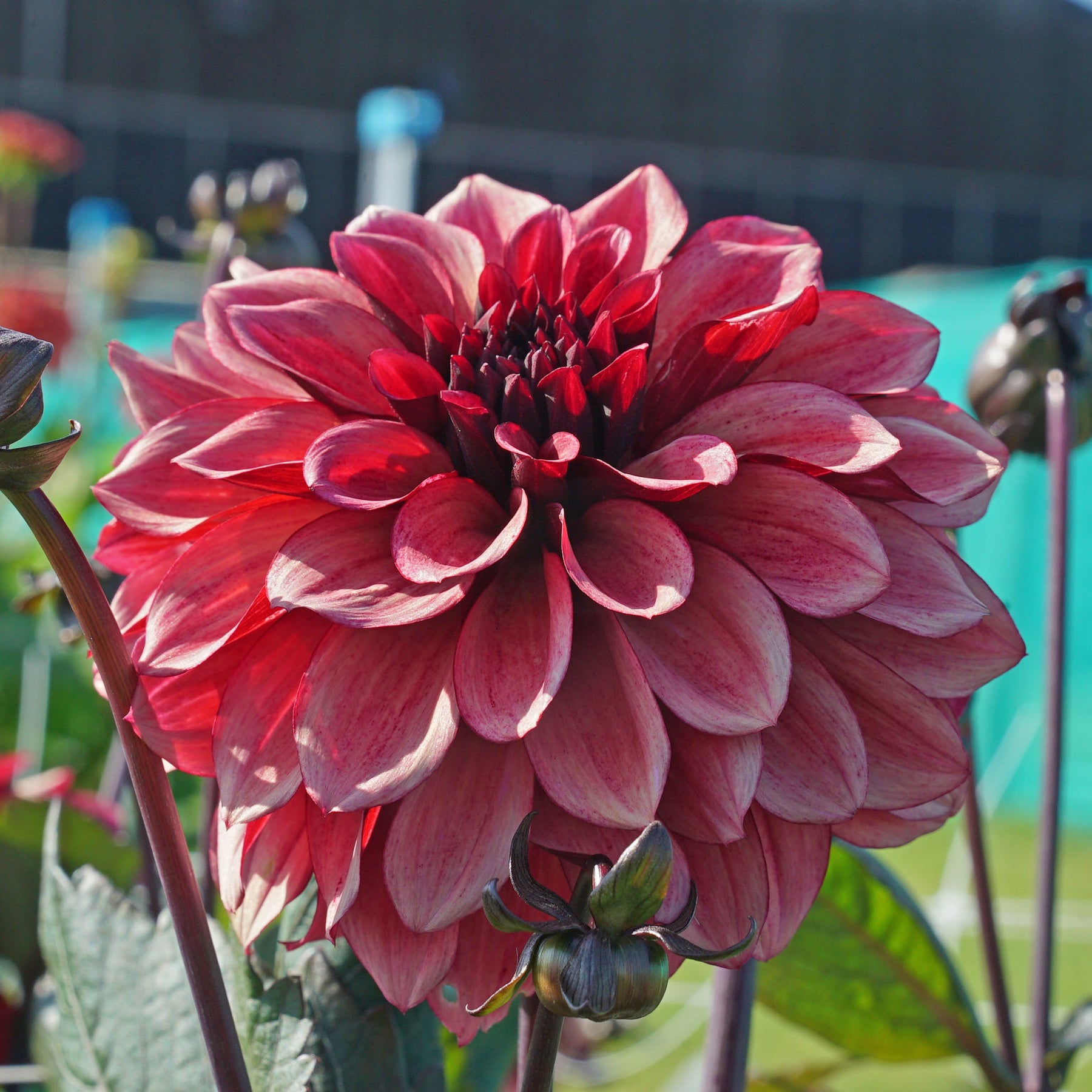 Dahlia Night Silence - Dahlias - Fluwel