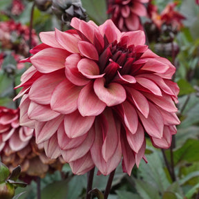 Dahlia Night Silence - Dahlias - Fluwel