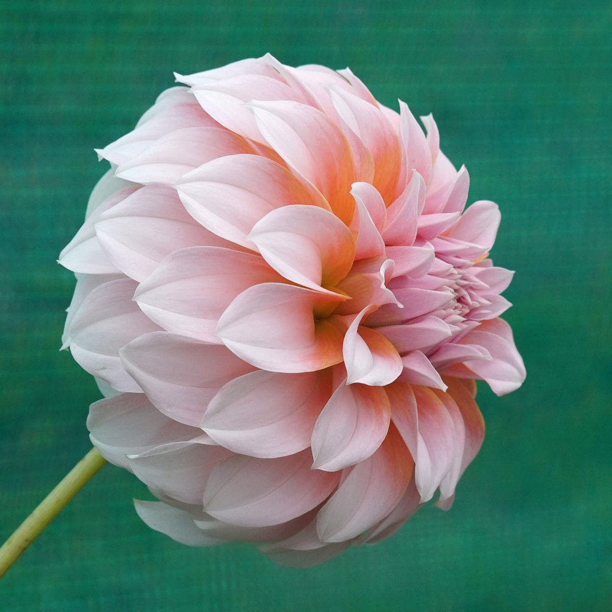 Dahlia Peaches - Dahlias - Fluwel