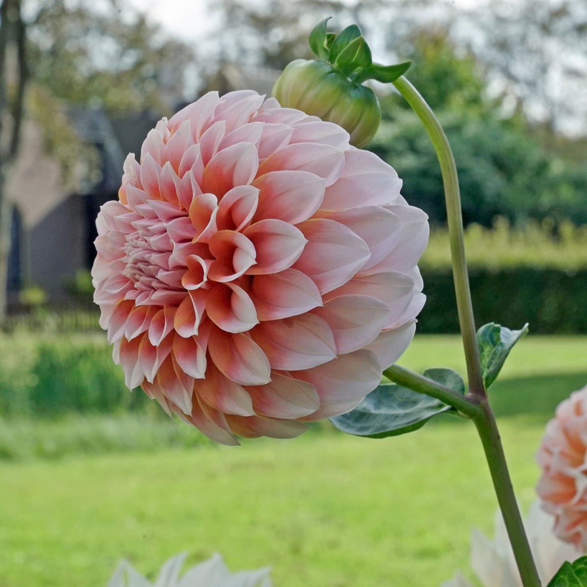 Dahlia Peaches - Dahlias - Fluwel