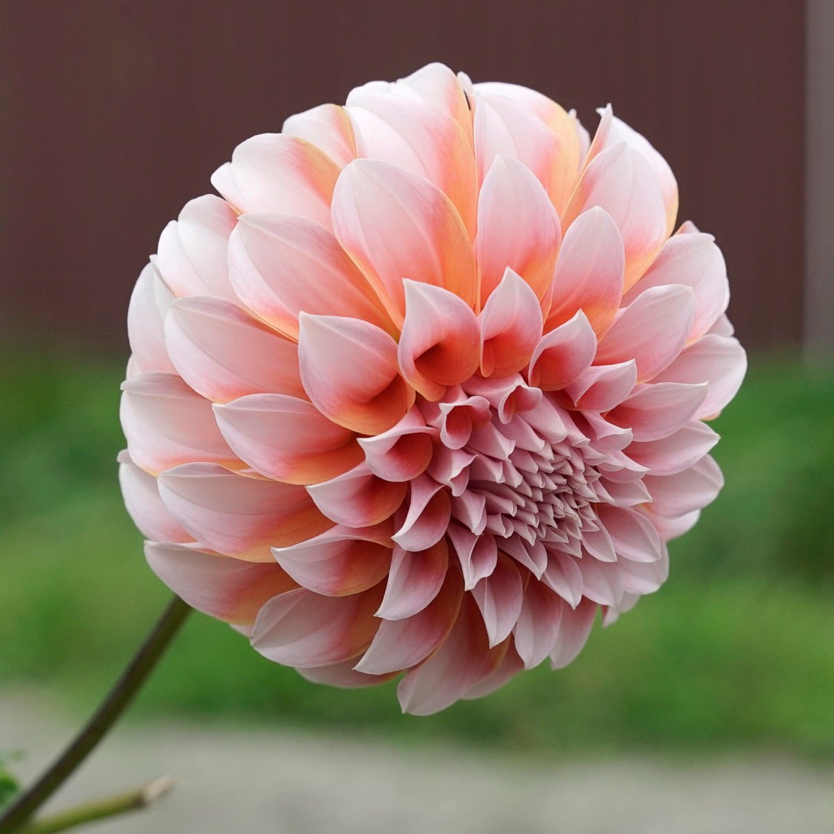 Dahlia Peaches - Dahlias - Fluwel