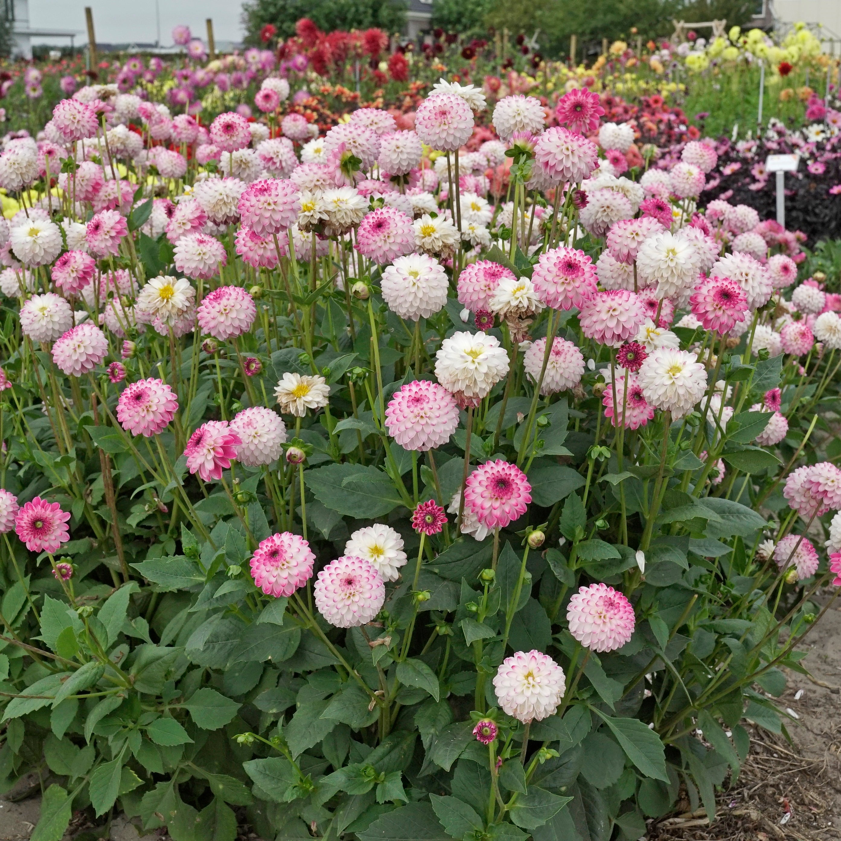 Dahlia Pink Isa - roze dahlia - Fluwel