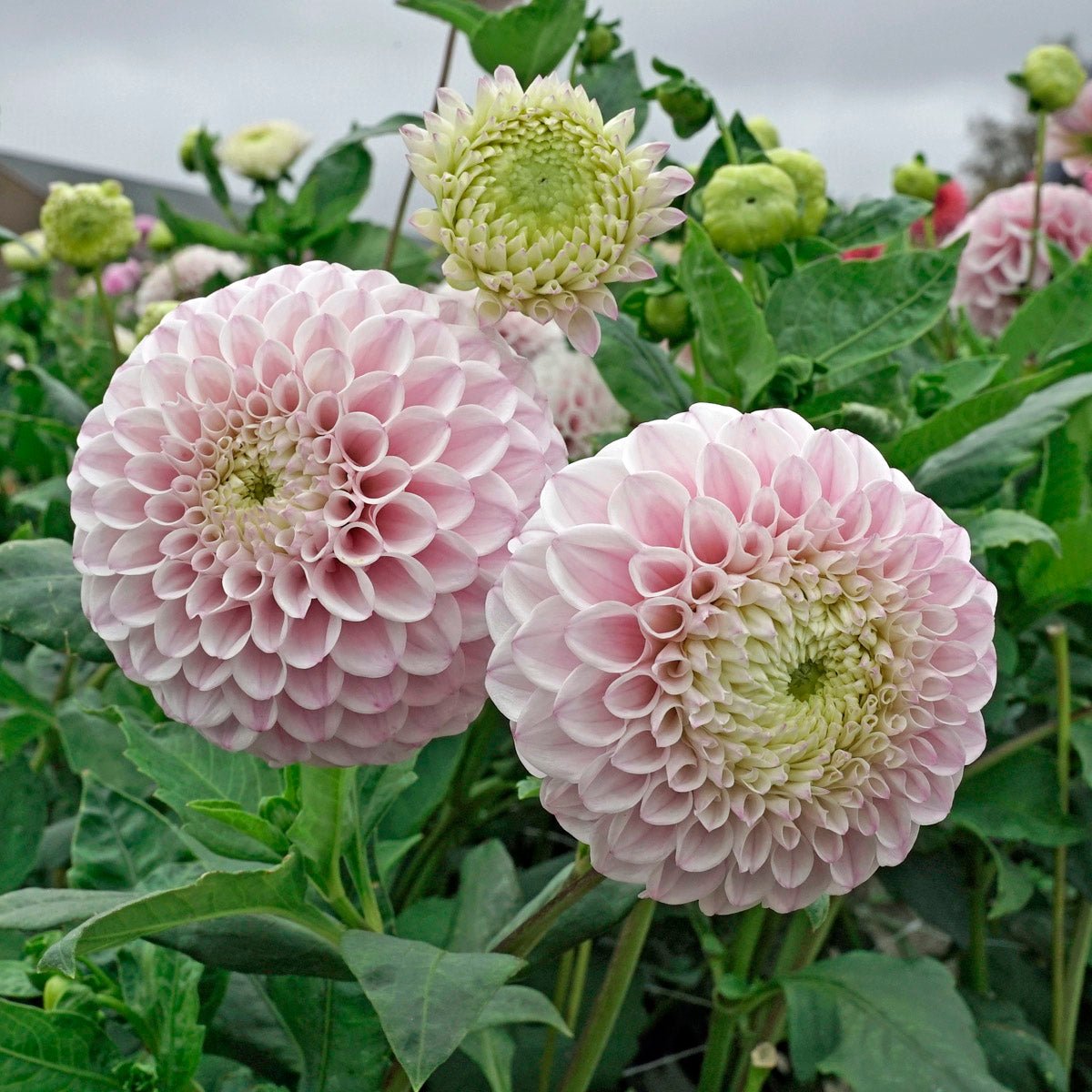 Dahlia Pink Pearl - Dahlias - Fluwel
