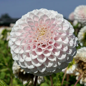 Dahlia Pink Pearl - Dahlias - Fluwel