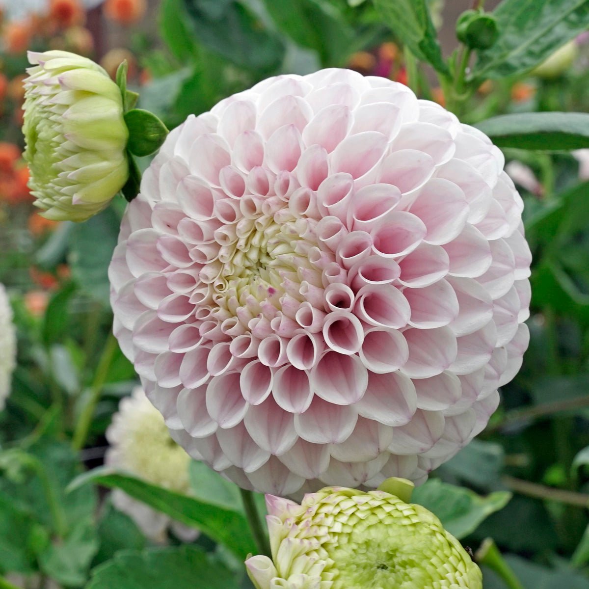 Dahlia Pink Pearl - Dahlias - Fluwel