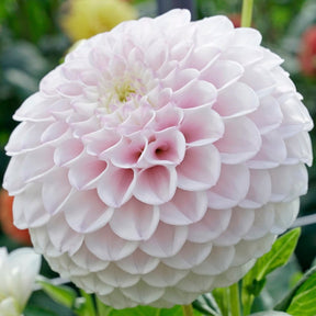 Dahlia Pink Pearl - Dahlias - Fluwel