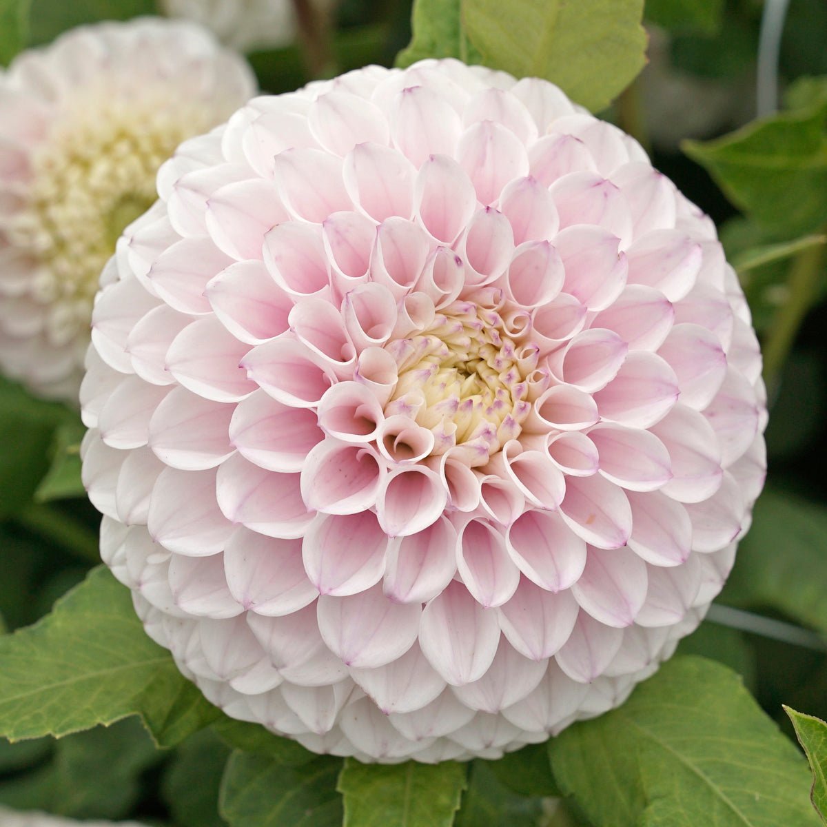 Dahlia Pink Pearl - Dahlias - Fluwel