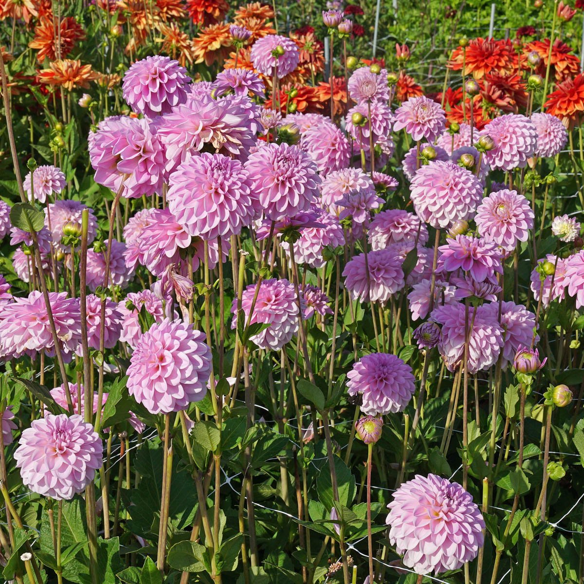 Dahlia Pink Pop - Dahlias - Fluwel
