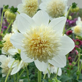 Dahlia Platinum Blonde - Dahlias - Fluwel