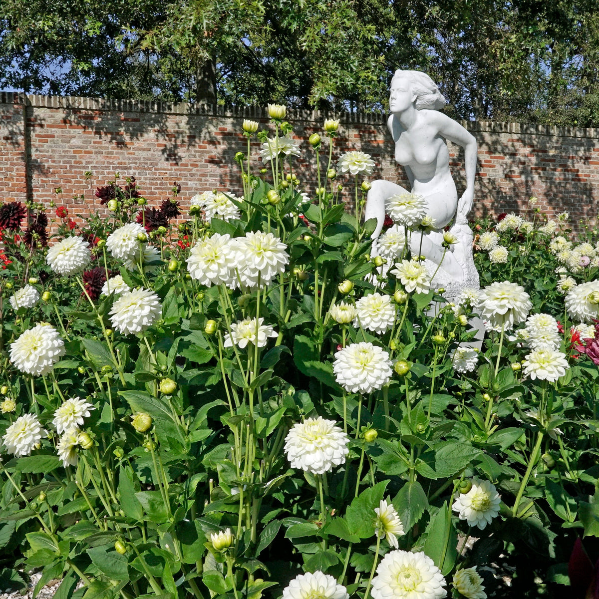 Dahlia Polar Ice - witte dahlia - Fluwel