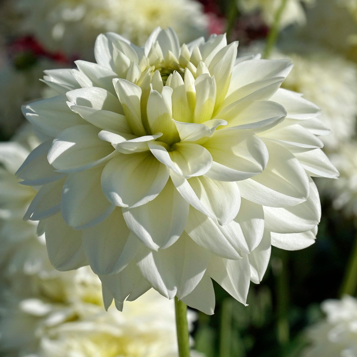 Dahlia Polar Ice - witte dahlia - Fluwel