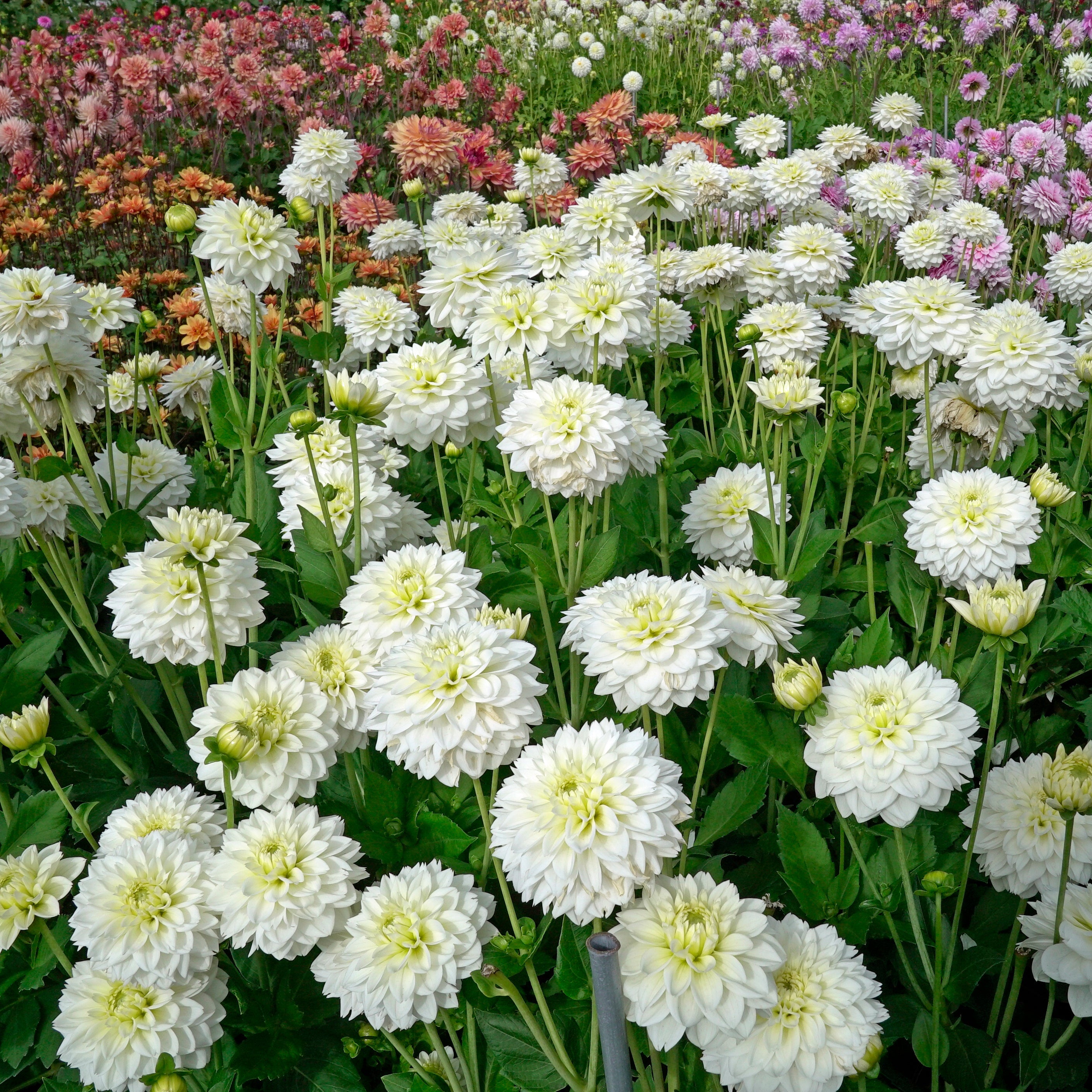 Dahlia Polar Ice - witte dahlia - Fluwel