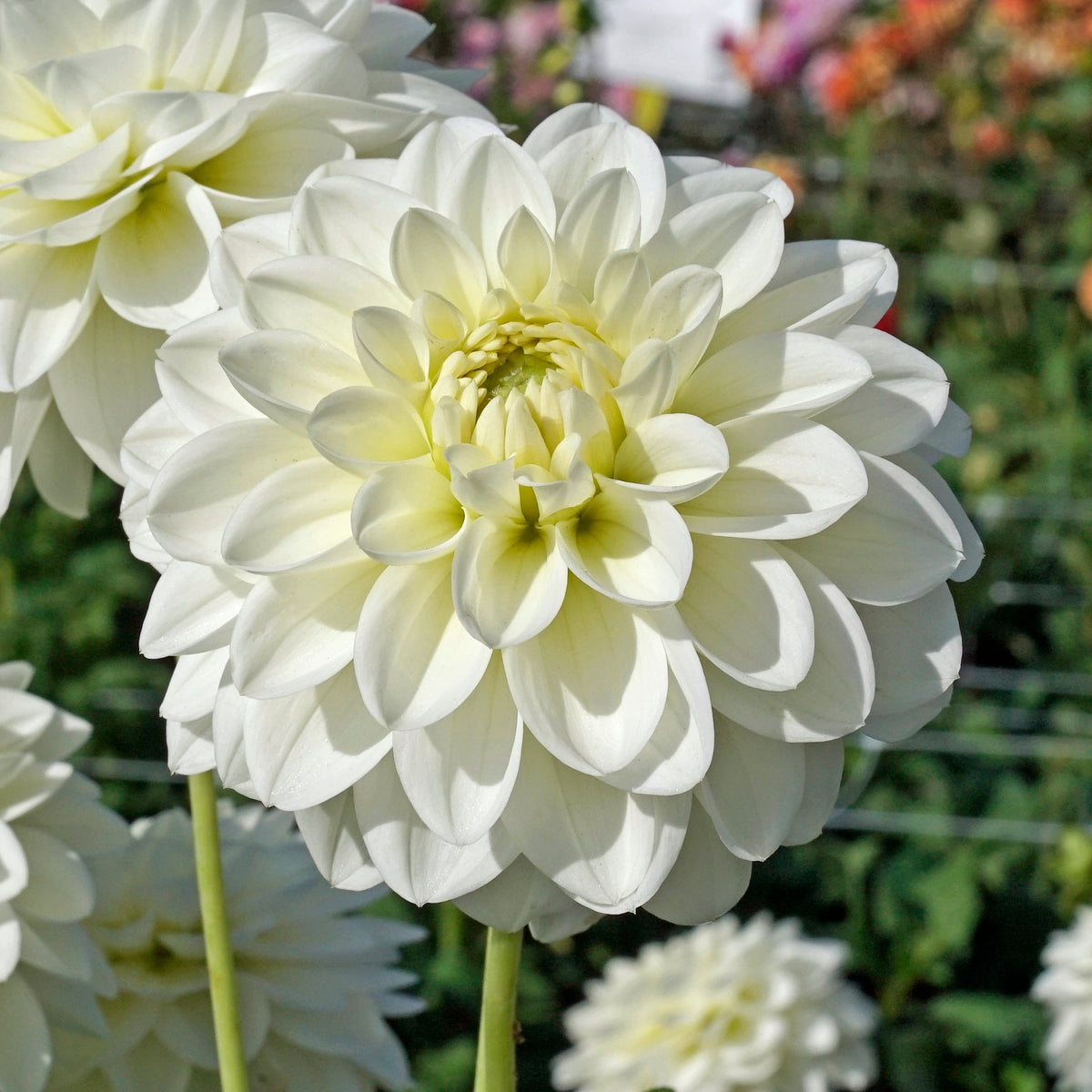 Dahlia Polar Ice - witte dahlia - Fluwel