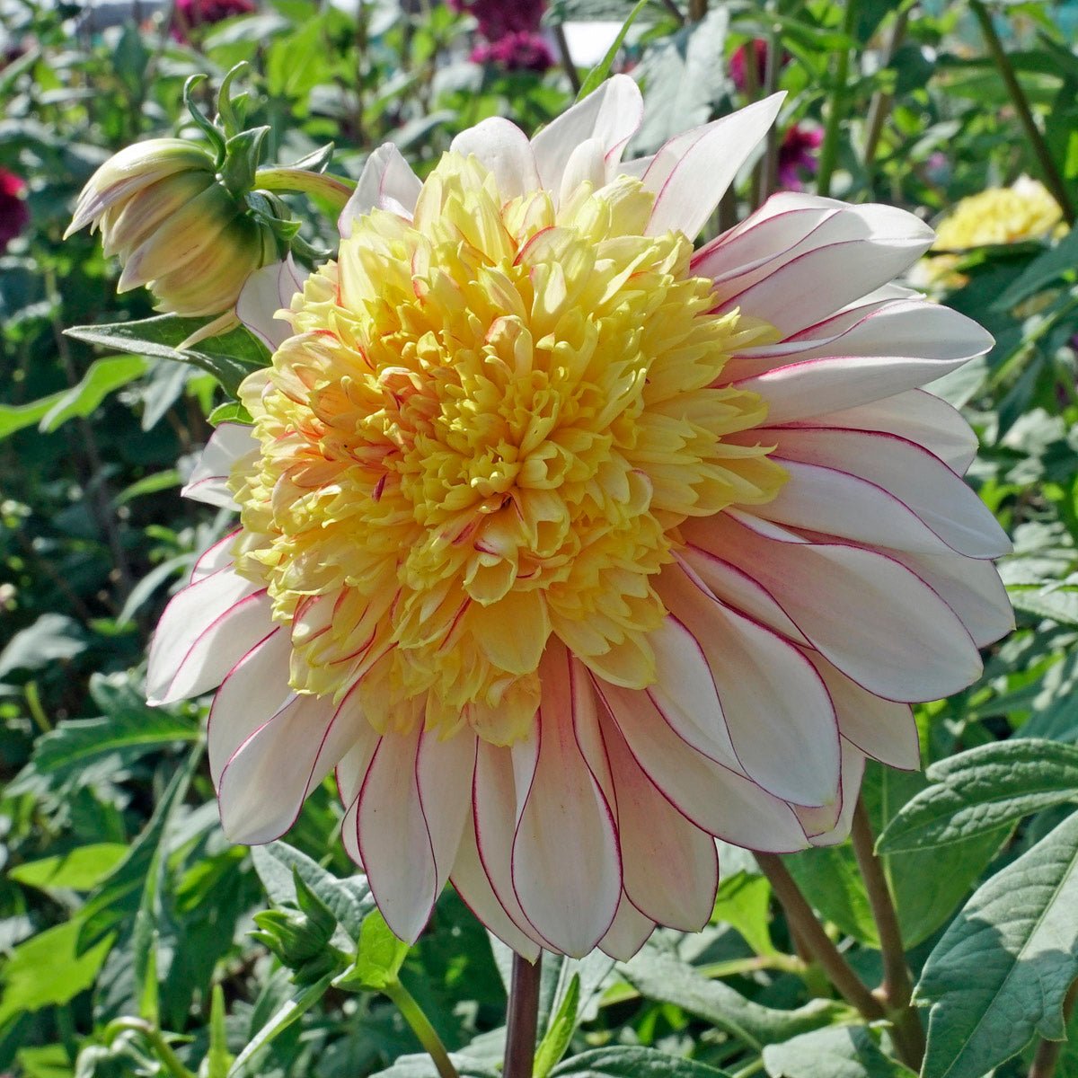 Dahlia Polka - meerkleurige dahlia - Fluwel