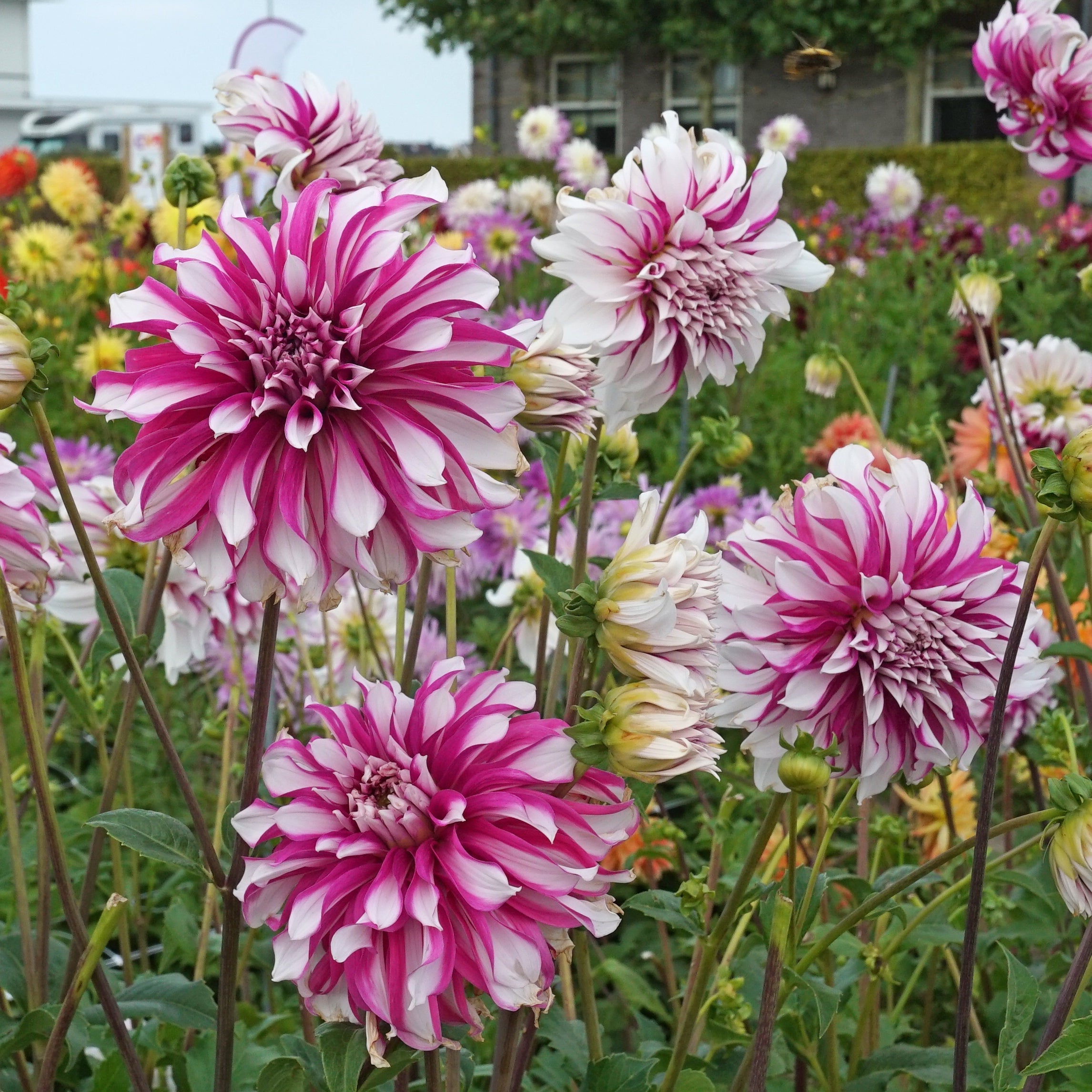 Dahlia Radegast - meerkleurige dahlia - Fluwel