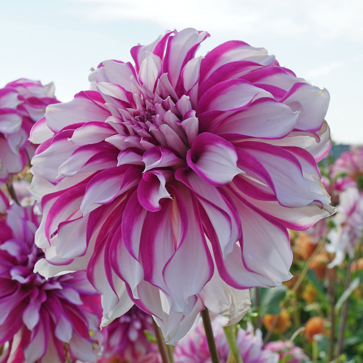 Dahlia Radegast - meerkleurige dahlia - Fluwel