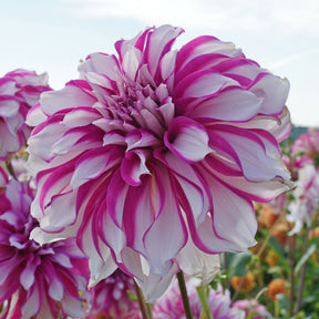 Dahlia Radegast - Dahlias - Fluwel
