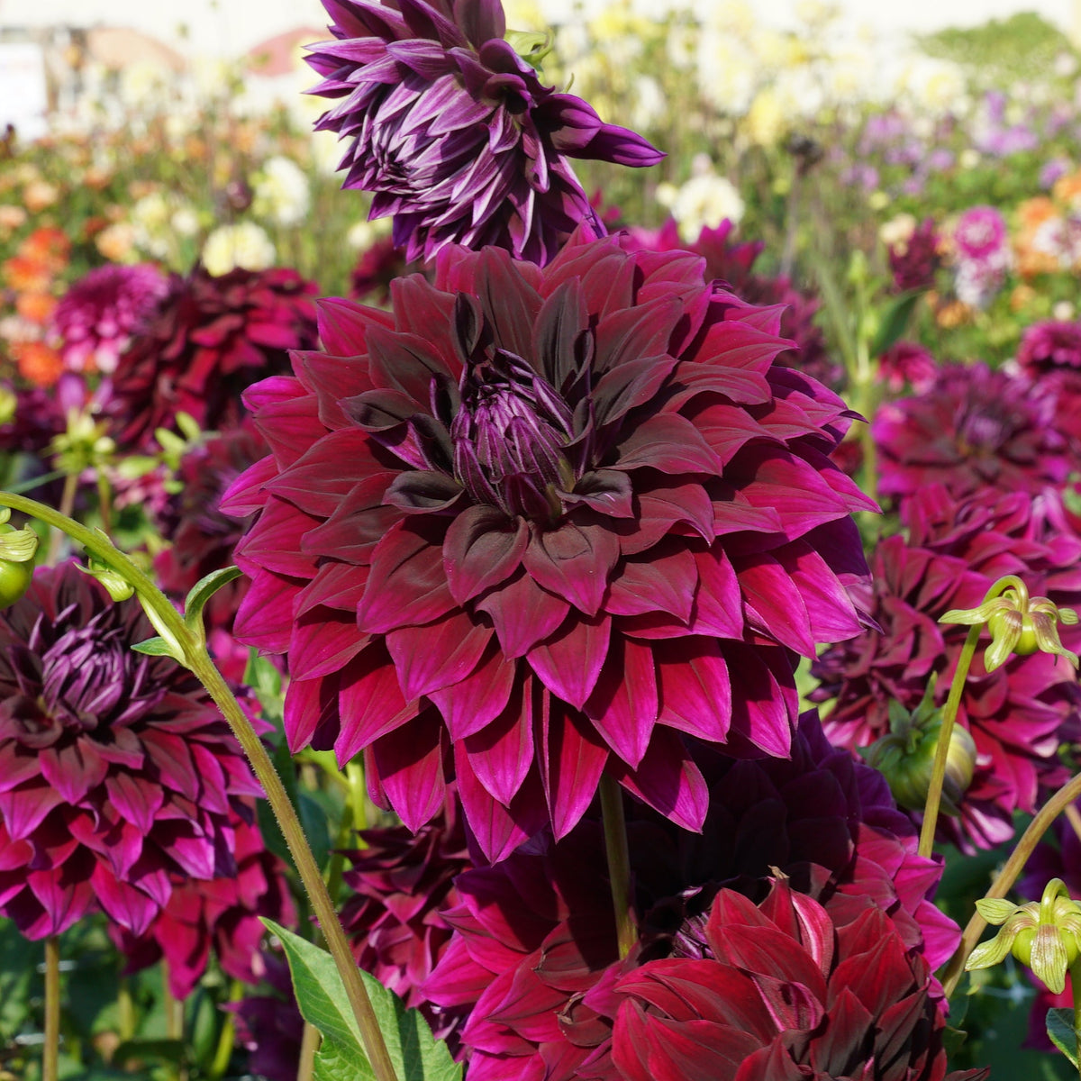 Dahlia Rip City - rode dahlia - Fluwel