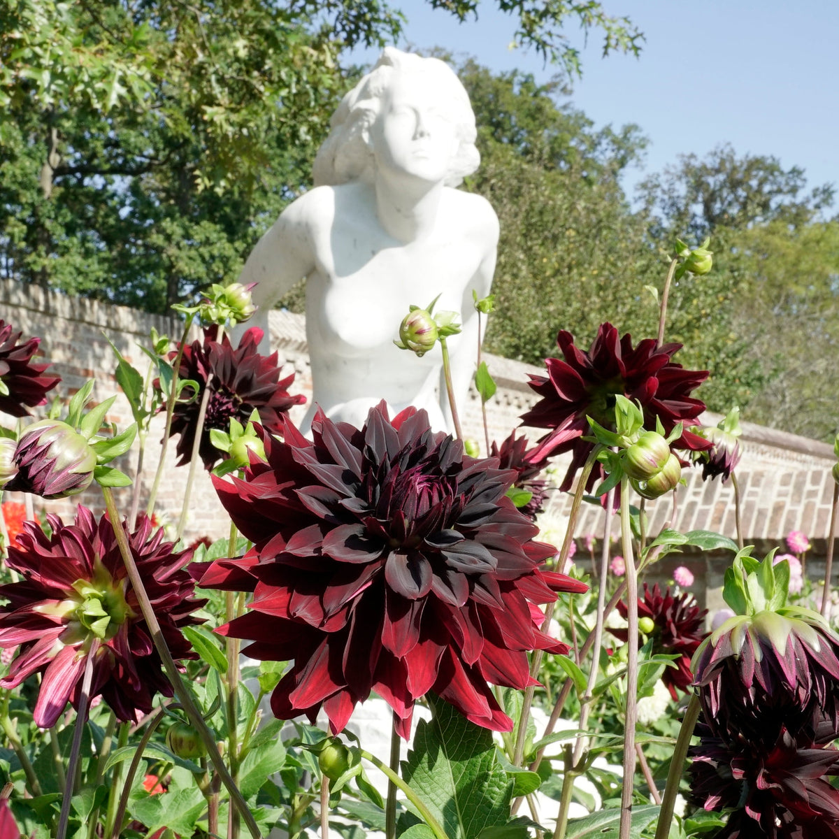 Dahlia Rip City - rode dahlia - Fluwel