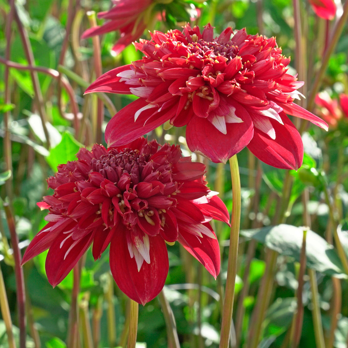 Dahlia Speech - meerkleurige dahlia - Fluwel
