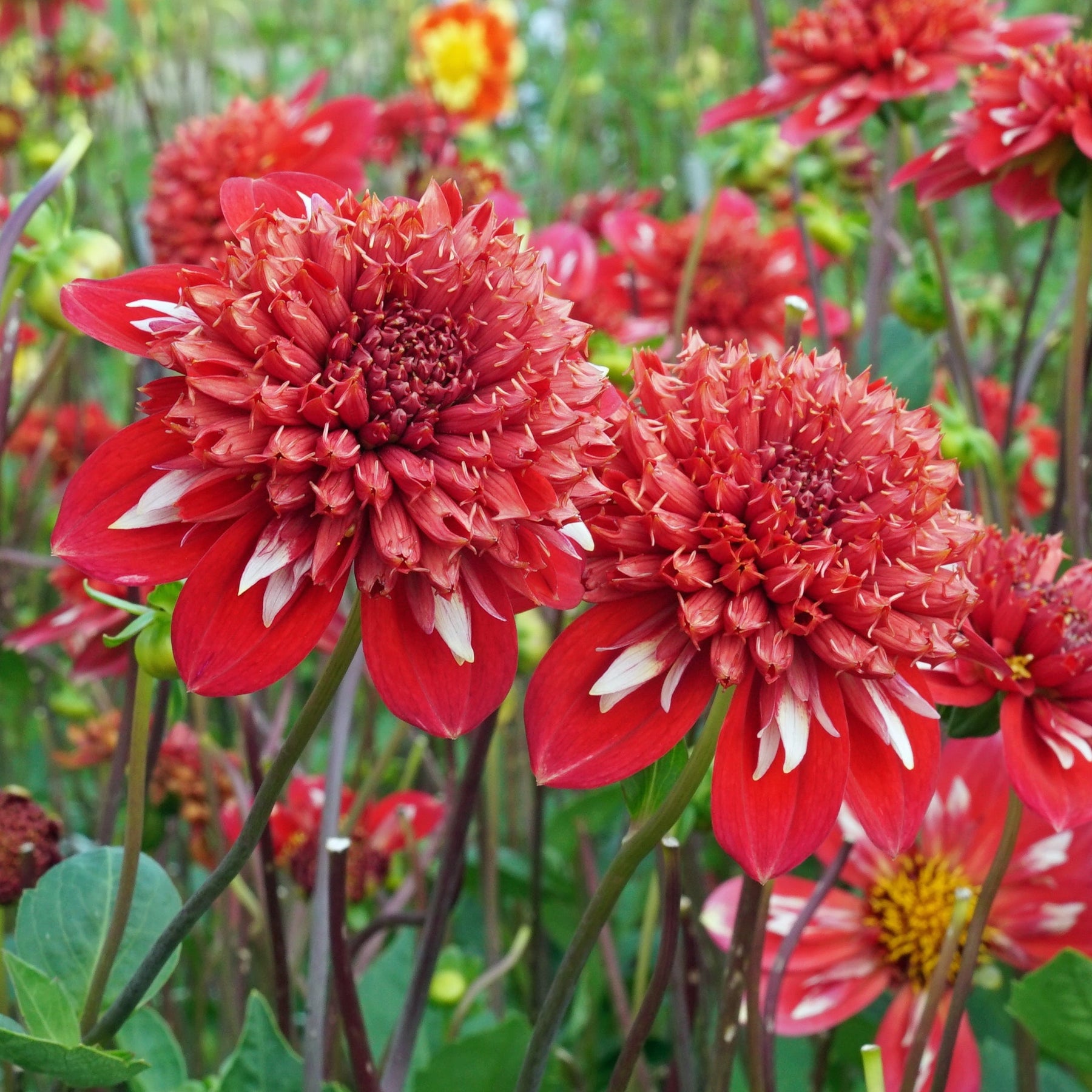 Dahlia Speech - Dahlias - Fluwel