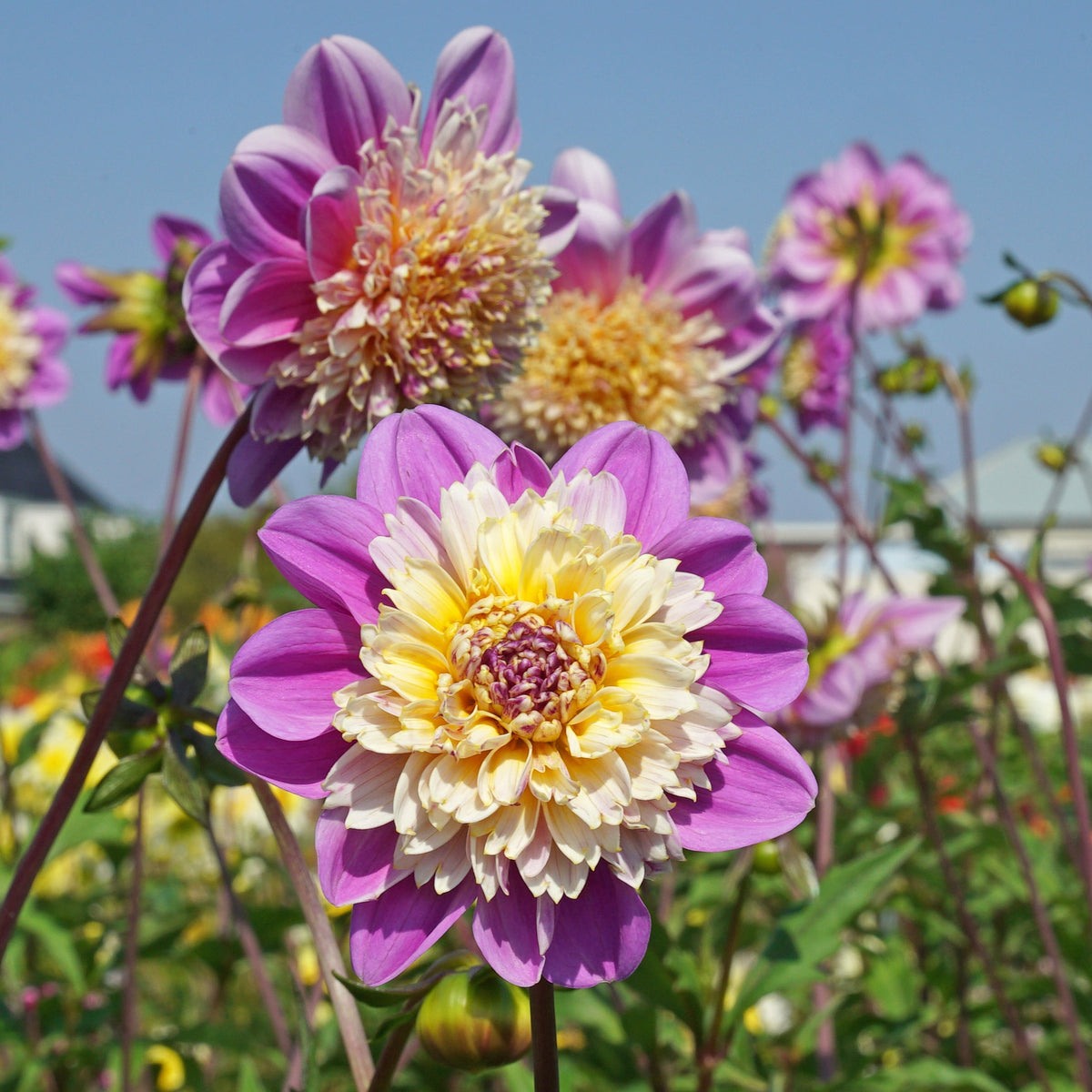 Dahlia Take Off - roze dahlia - Fluwel