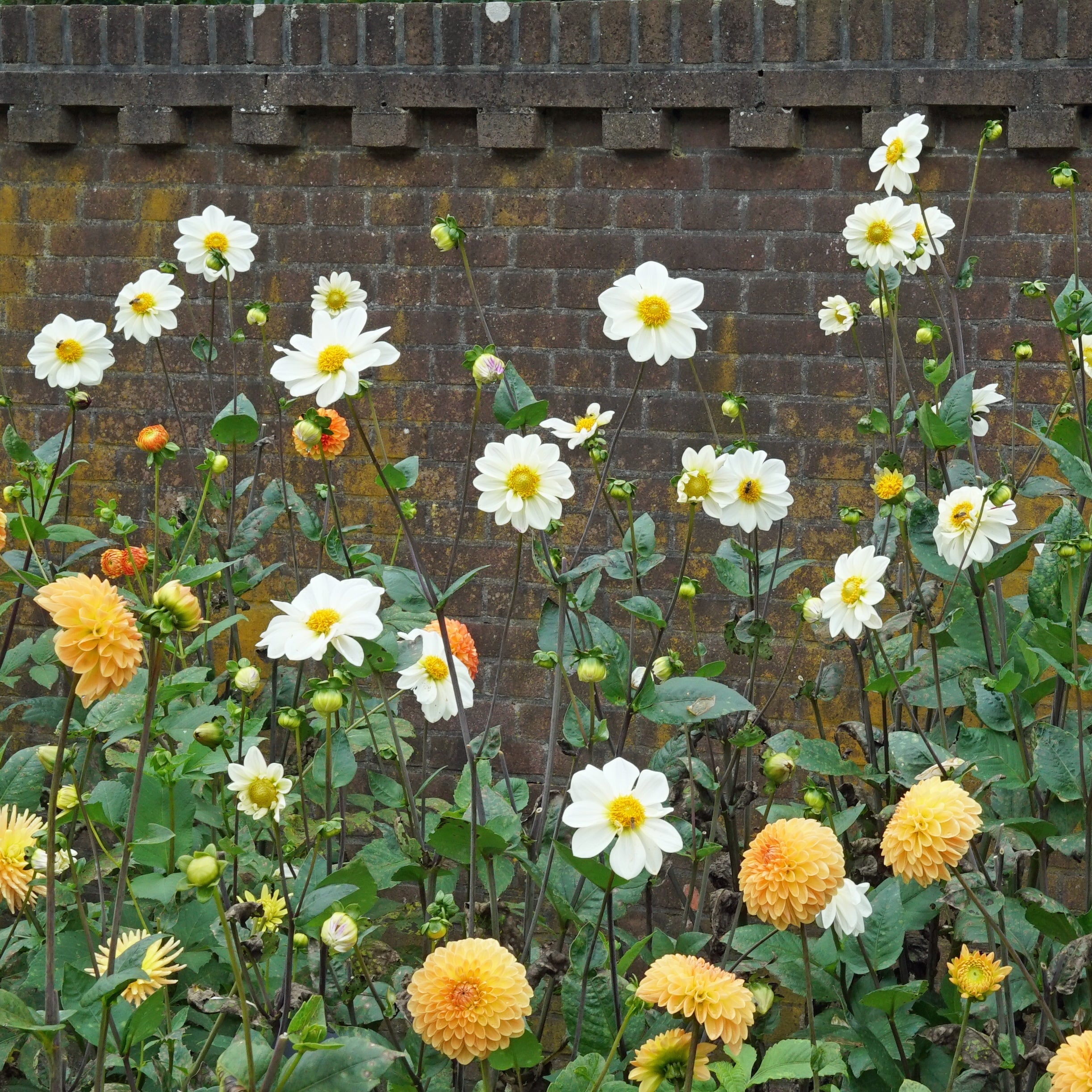 Dahlia White Emperor - witte dahlia - Fluwel