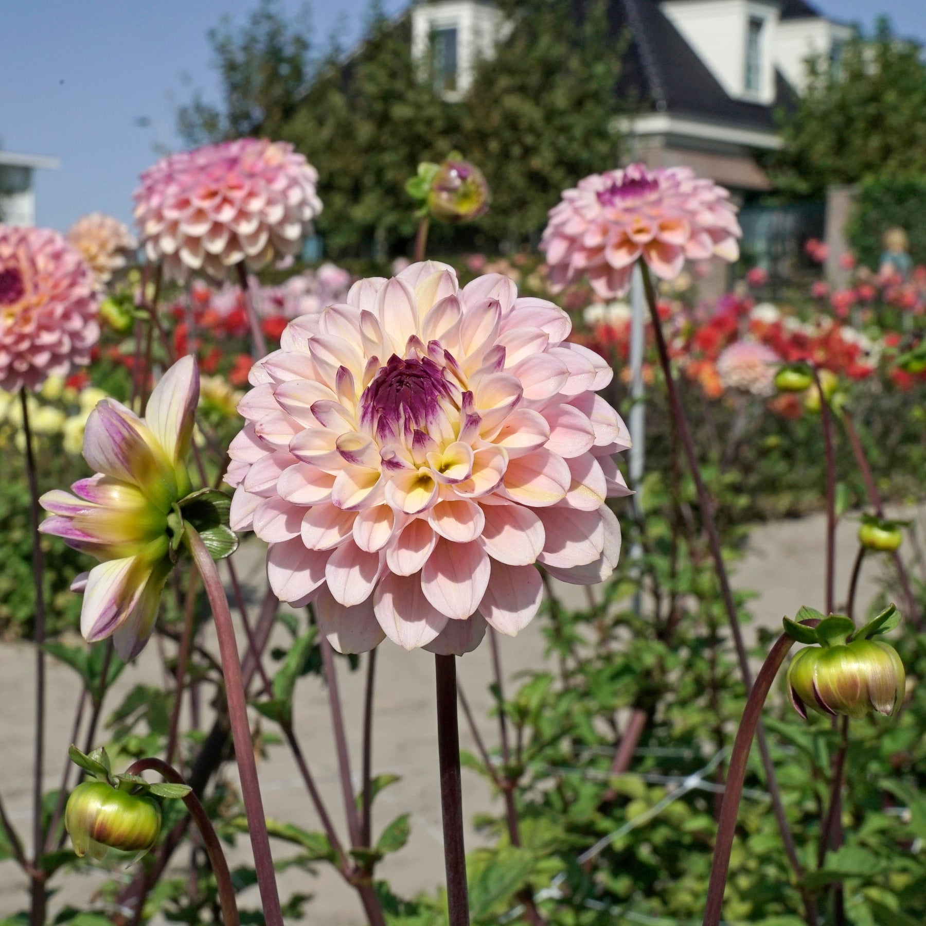 Dahlia Wine Eyed Jill - Dahlias - Fluwel