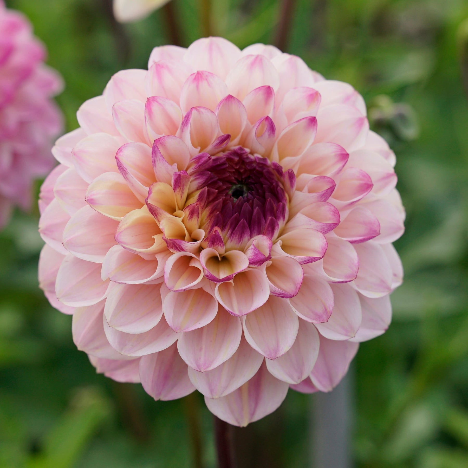 Dahlia Wine Eyed Jill - Dahlias - Fluwel