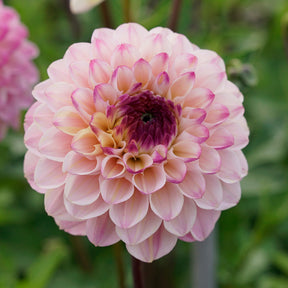 Dahlia Wine Eyed Jill - Dahlias - Fluwel