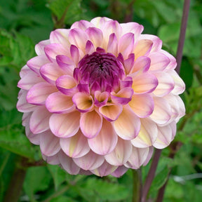 Dahlia Wine Eyed Jill - Dahlias - Fluwel