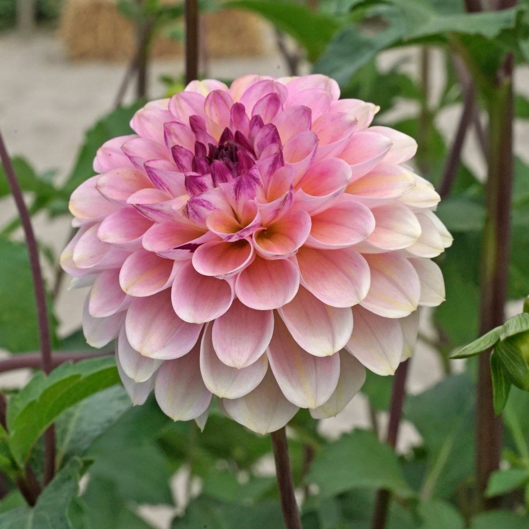 Dahlia Wine Eyed Jill - Dahlias - Fluwel