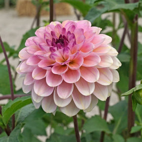 Dahlia Wine Eyed Jill - Dahlias - Fluwel