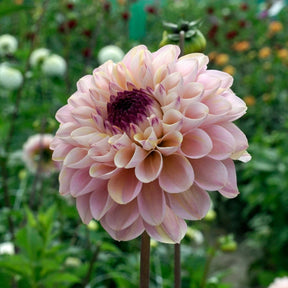 Dahlia Wine Eyed Jill - Dahlias - Fluwel