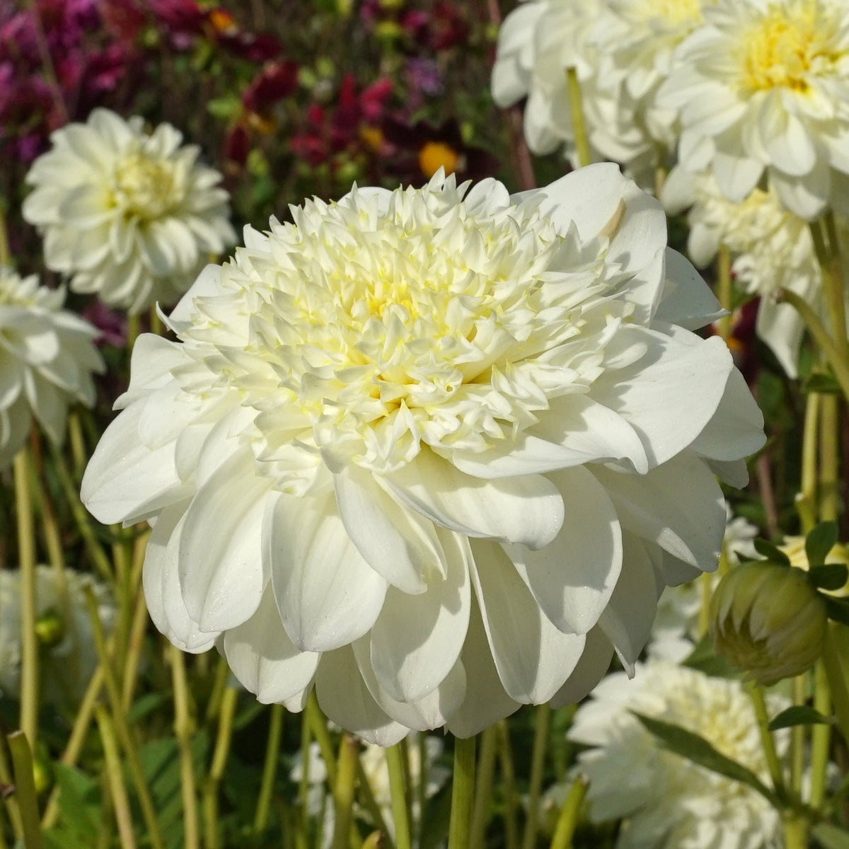 Dahlia Zahra - witte dahlia - Fluwel