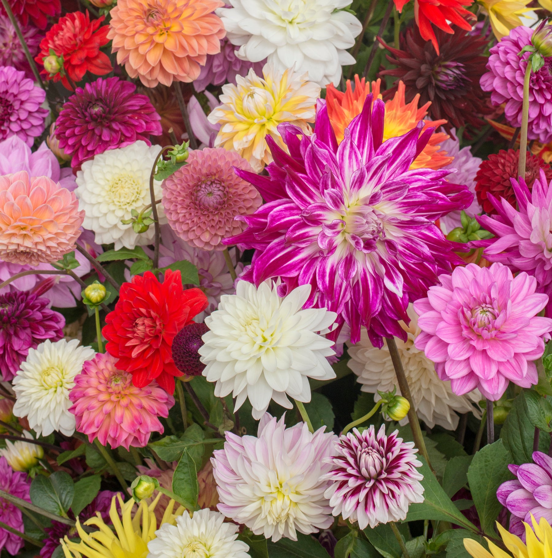 Dahlia mix
