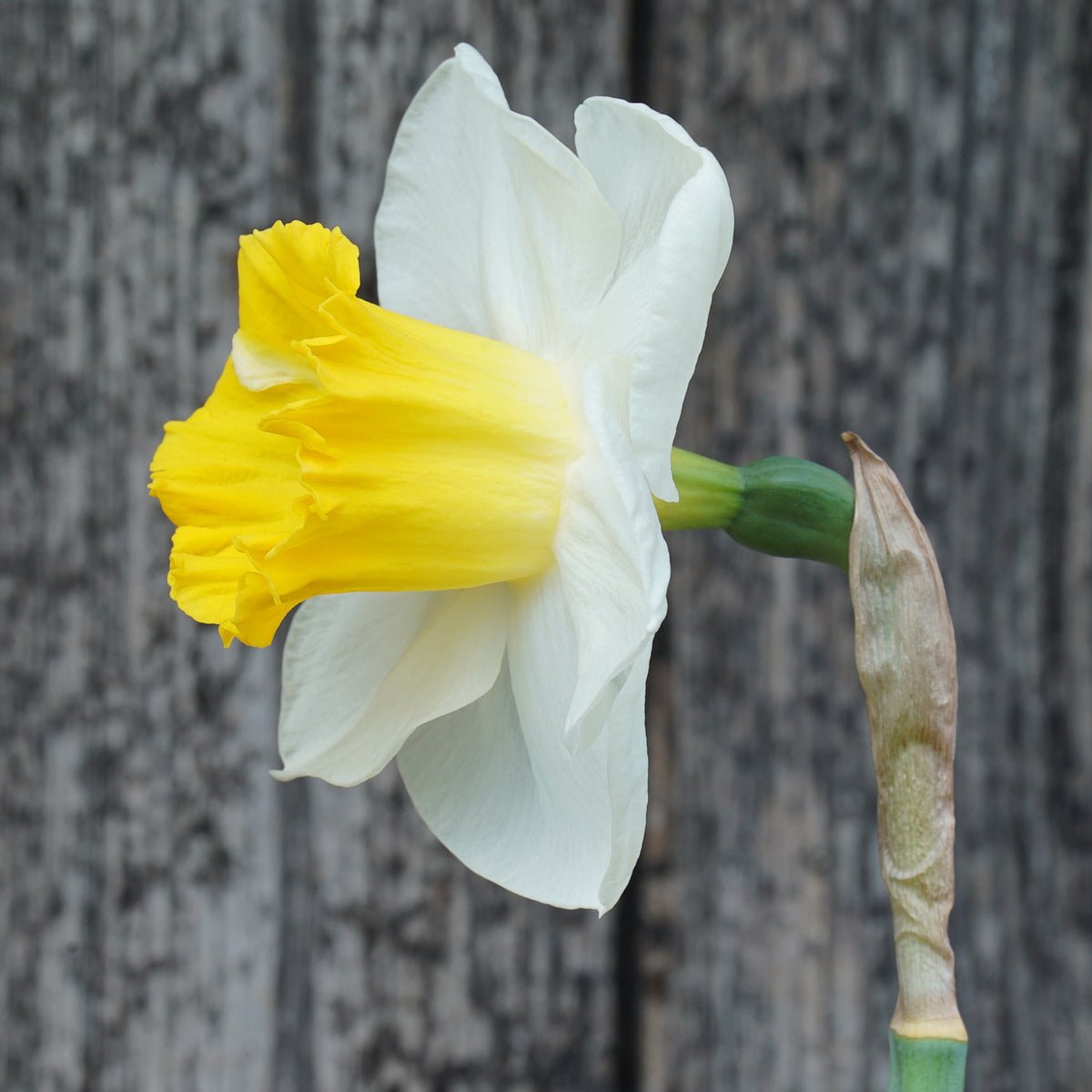 Daylight Delight - Special Narcissus - Fluwel