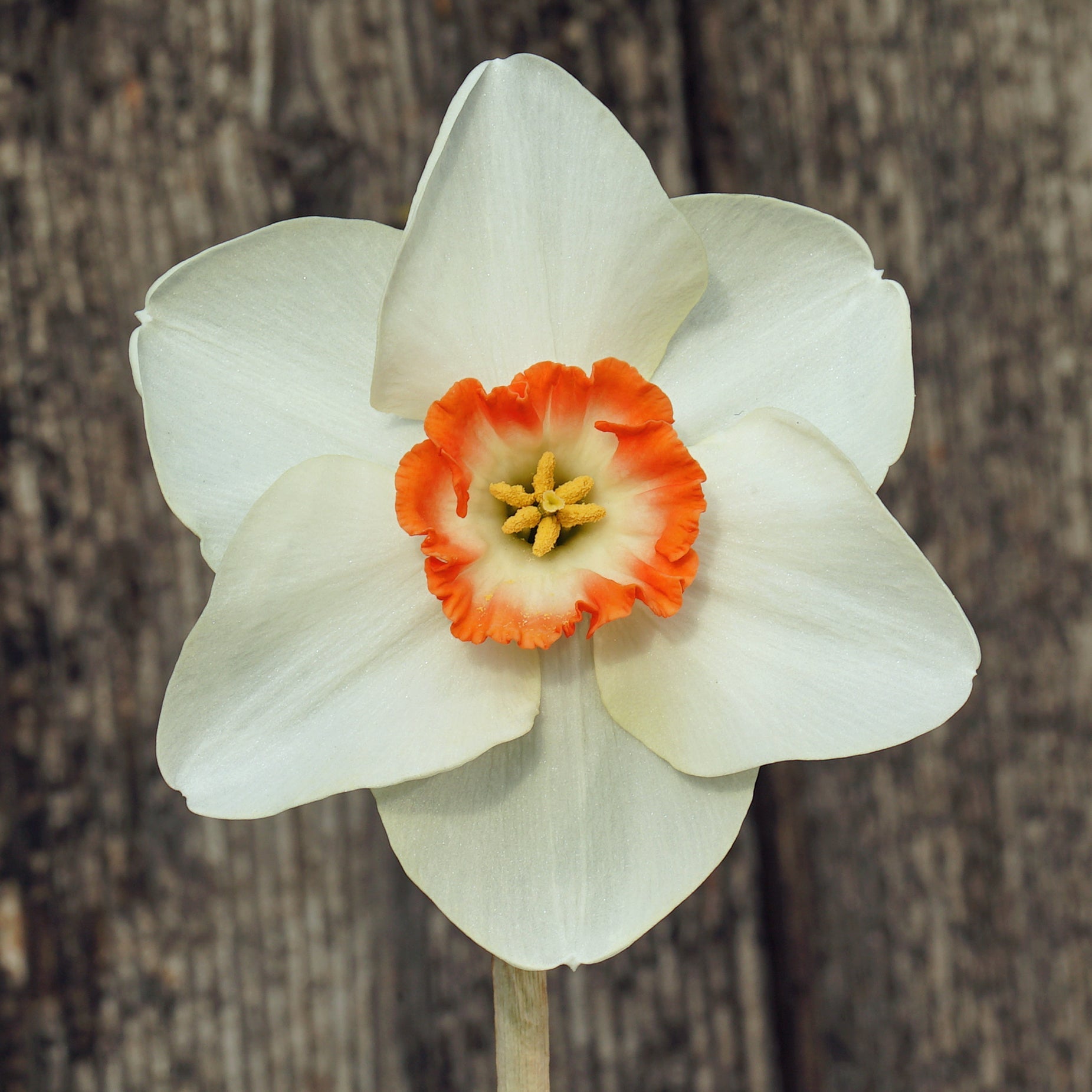 Dena - Special Narcissus - Fluwel