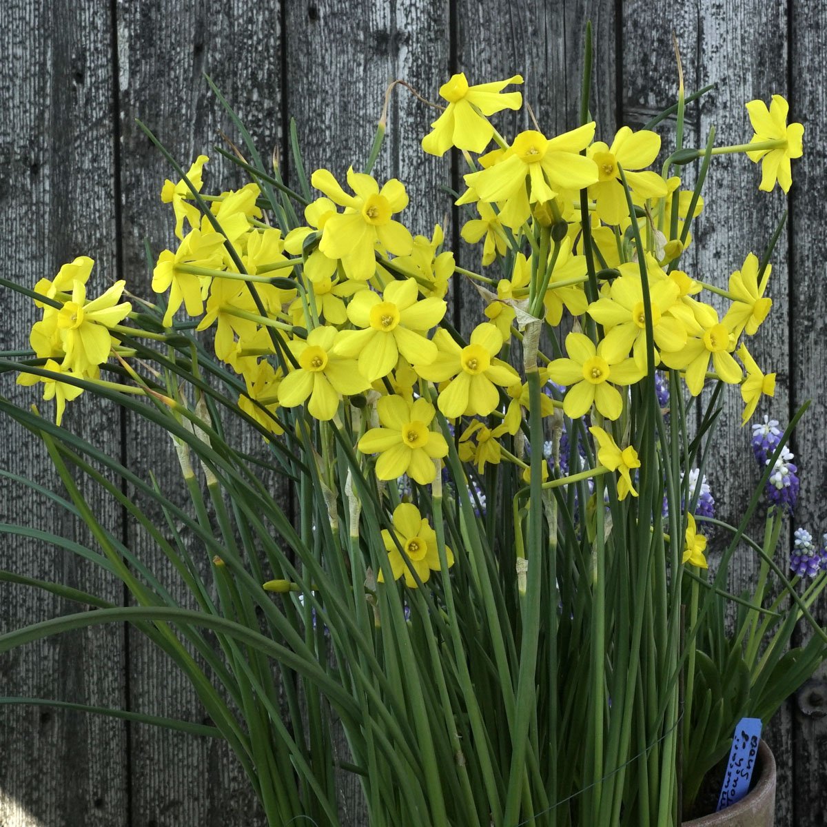 Diamond Gold - Special Narcissus - Fluwel