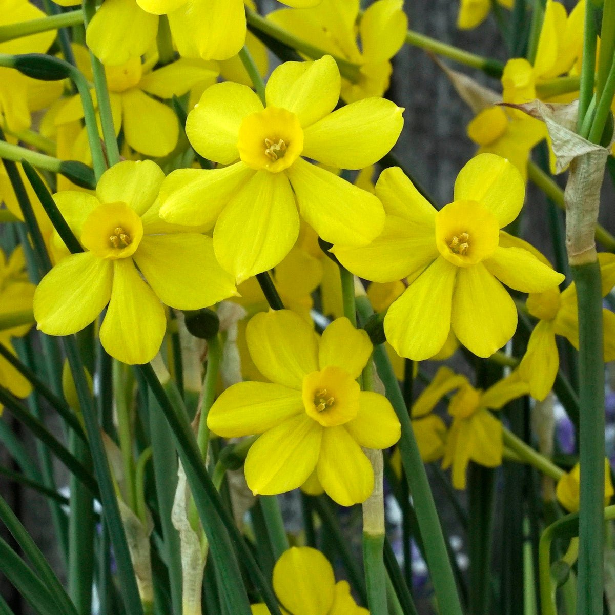 Diamond Gold - Special Narcissus - Fluwel