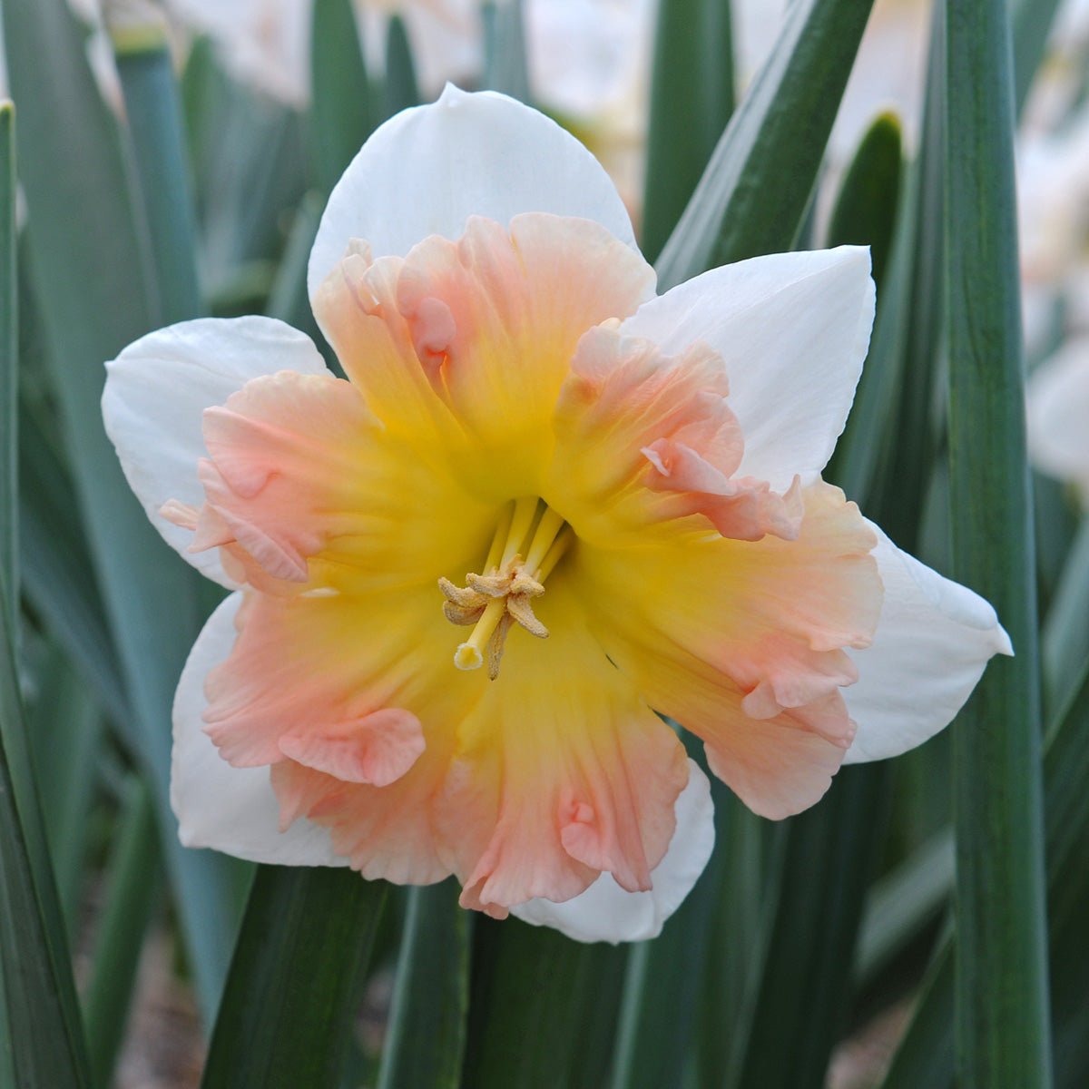Diversity - Special Narcissus - Fluwel