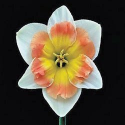 Drama Queen - Special Narcissus - Fluwel