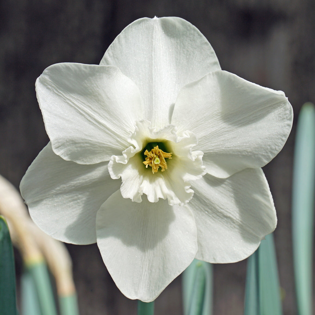 Draycote Water - Special Narcissus - Fluwel