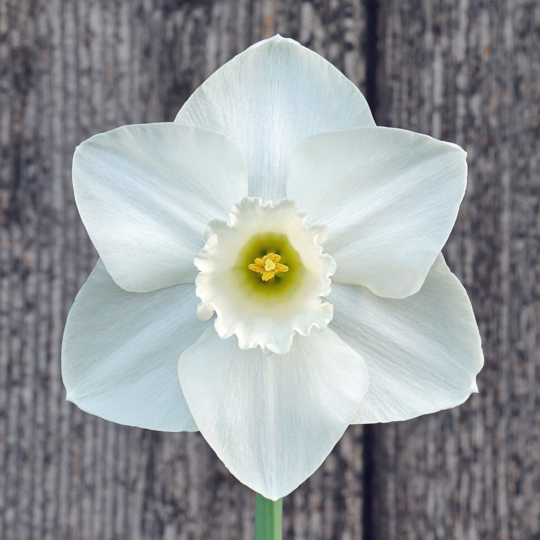 Dust Up - Special Narcissus - Fluwel