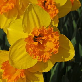 Dutch Crown - Narcissus - Fluwel