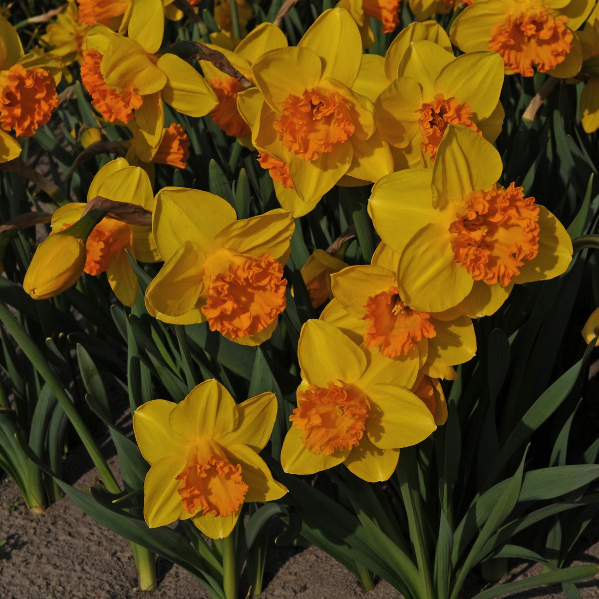 Dutch Crown - Narcissus - Fluwel