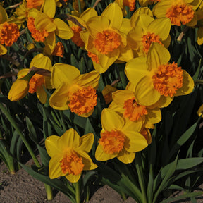 Dutch Crown - Narcissus - Fluwel