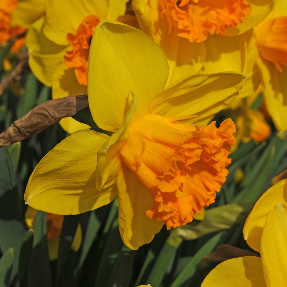 Dutch Crown - geel-oranje Large-cupped narcis - Fluwel